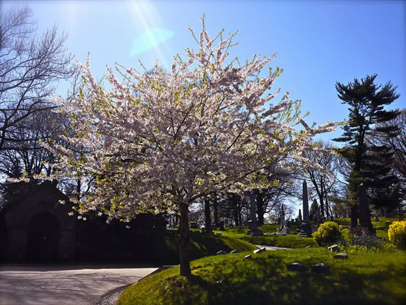 Greenwood, Sunset Park, Cherry Blossoms, Sunset Park, NYC Neighborhood, NYC Park