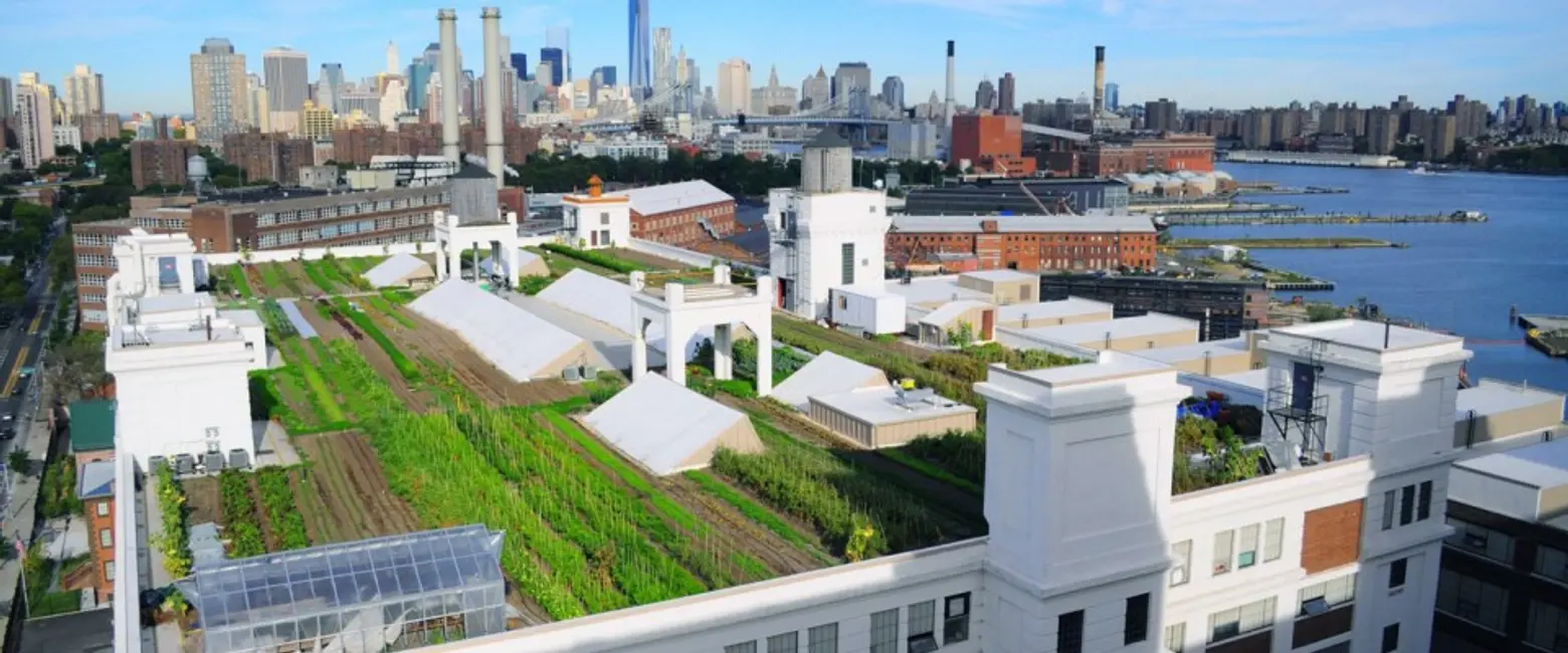 Brooklyn Grange rooftop farm , Brooklyn Grange, rooftop farm brooklyn, rooftop farm nyc