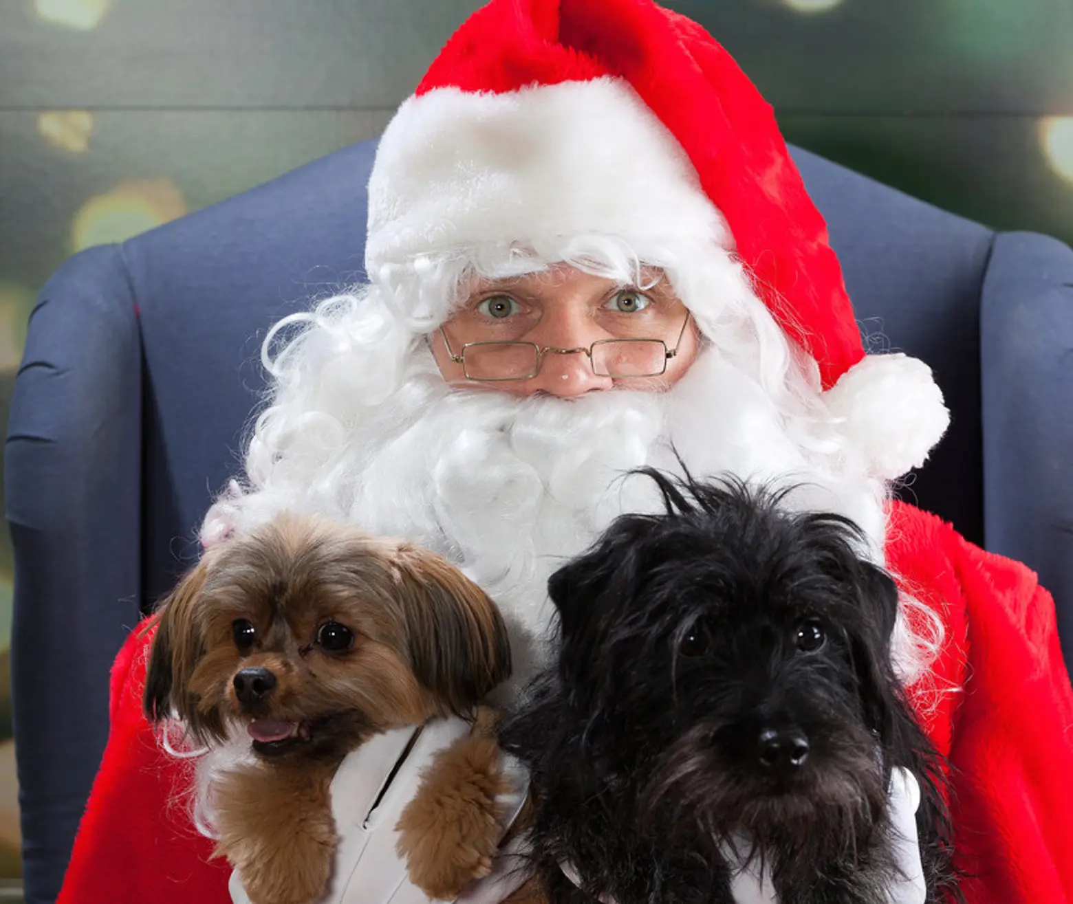 santa, holiday, christmas, pets, staten island