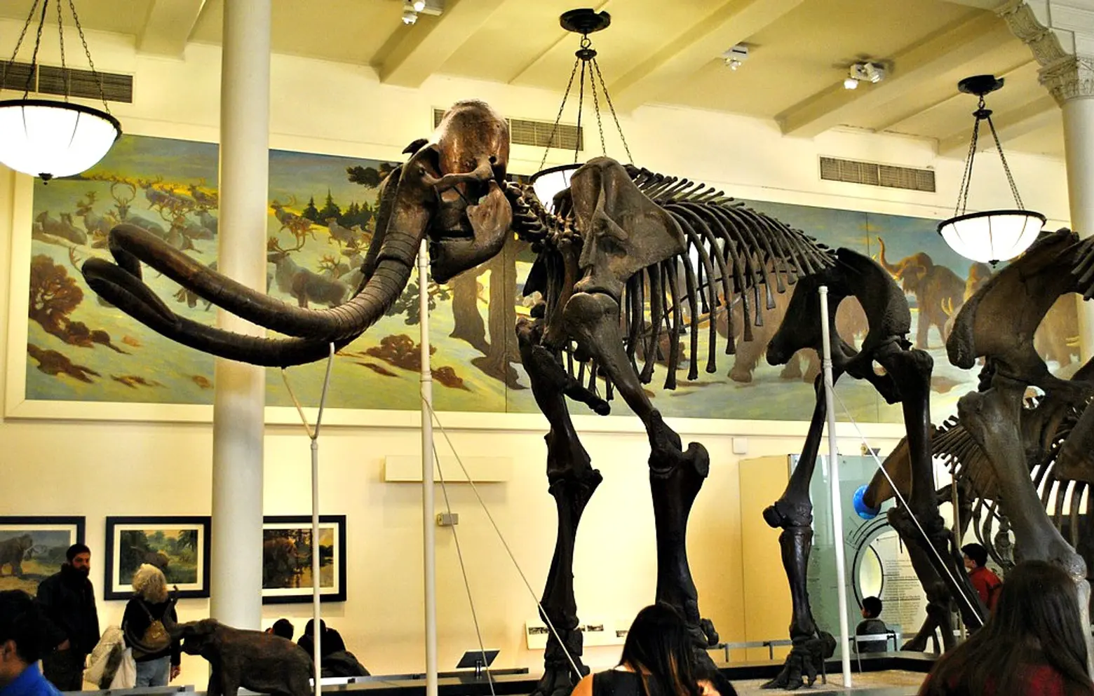 Mastodon, American Museum of Natural History
