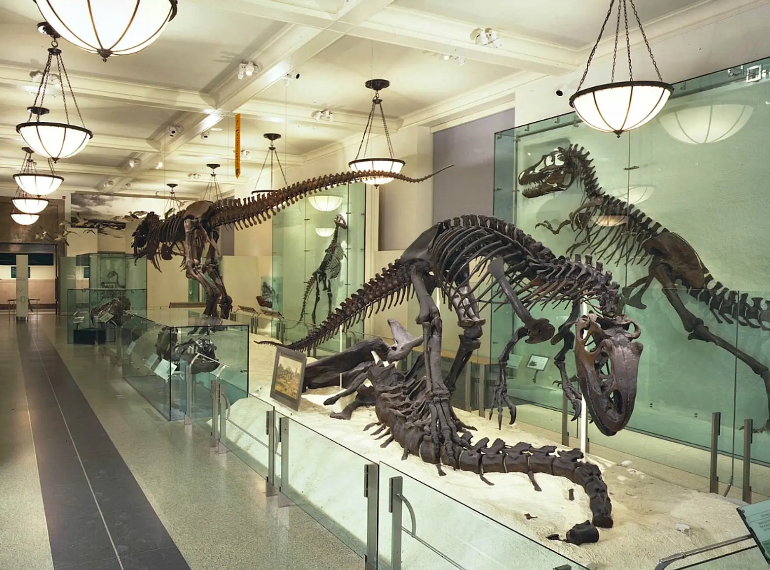 American Museum of Natural History fossil hall