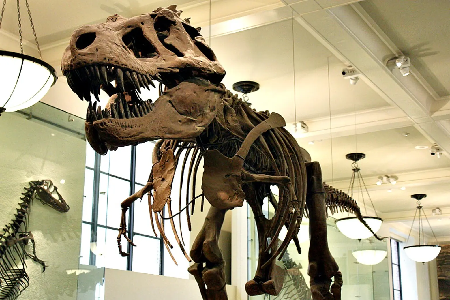 Tyrannosaurus Rex, American Museum of Natural History
