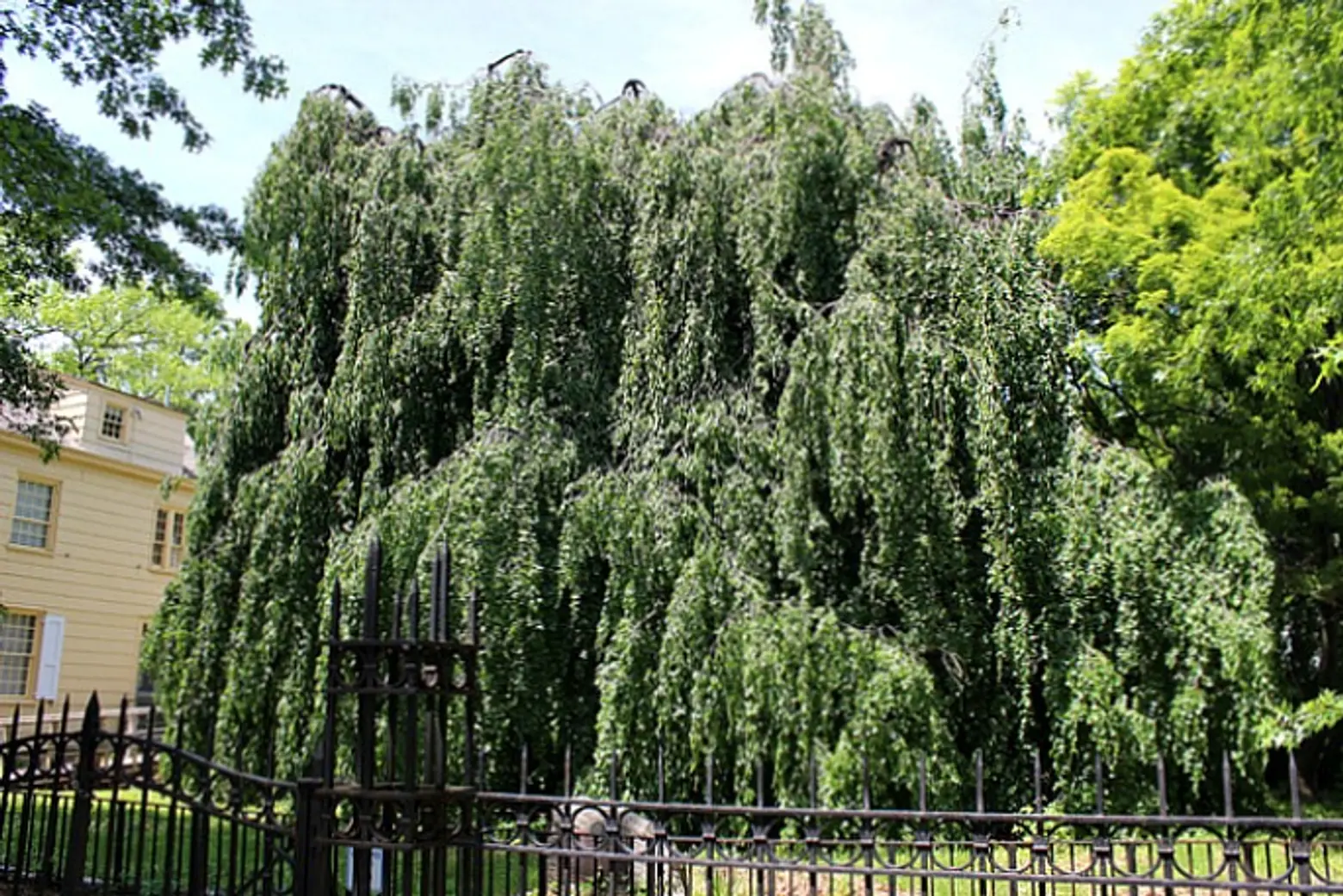 weeping beech tree, Weeping Beech Park