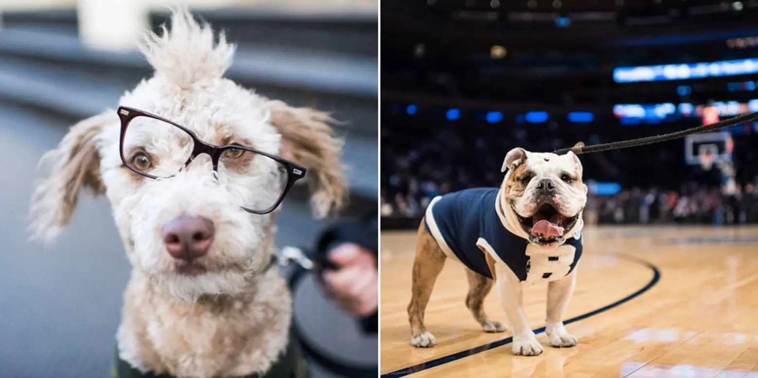 elias weiss friedman, the dogist, the dogist tumblr, give a dog a bone