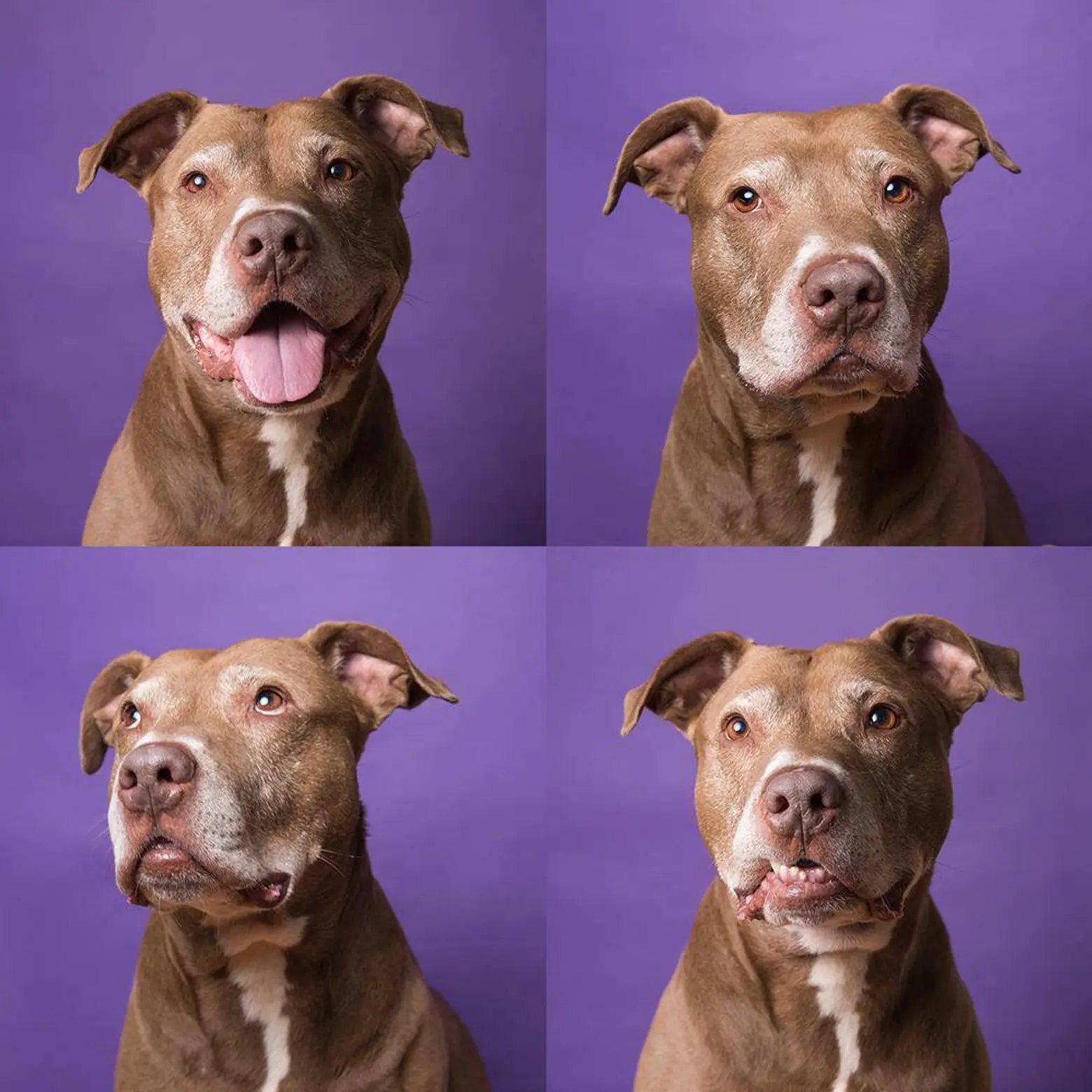 foster dogs nyc, adoptable dogs nyc, pit bull