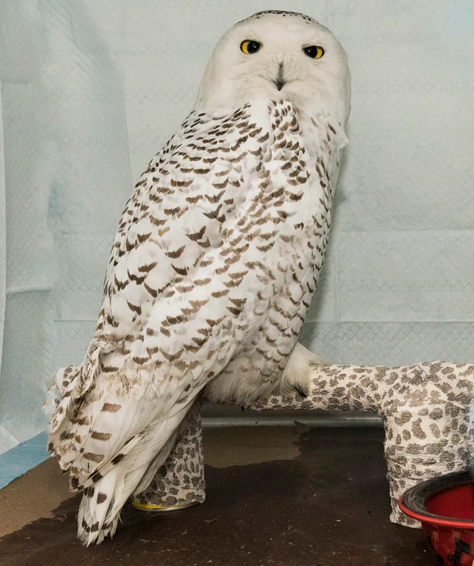 AYB_7001 Hedwig the Snowy Owl