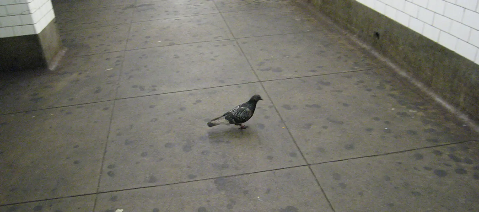 pigeon and subway gunk