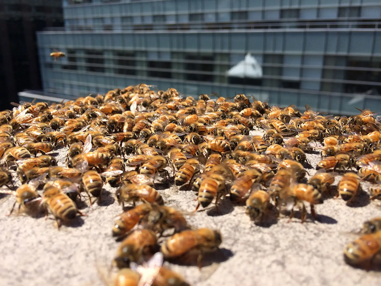 andrew's honey, local honey, nyc honey, honey made in new york, urban beekeeping, urban honey, andrew cote