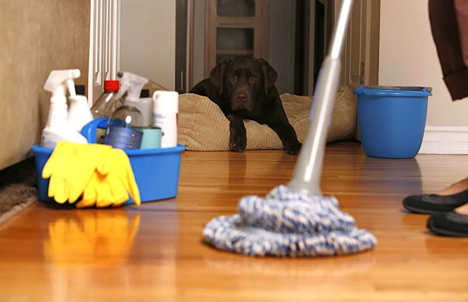 Cleaning products, dog, mopping