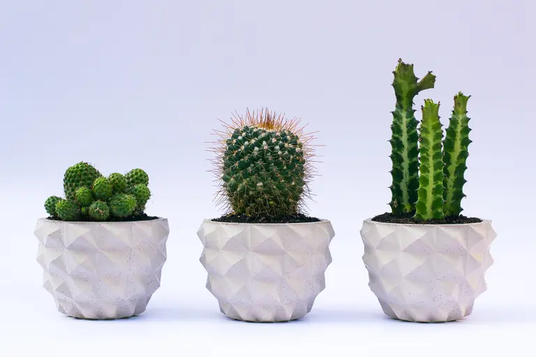 Add Some Desert Flair to Your Garden with Spacio Terreno’s Brooklyn-Made Faceted Concrete Planters