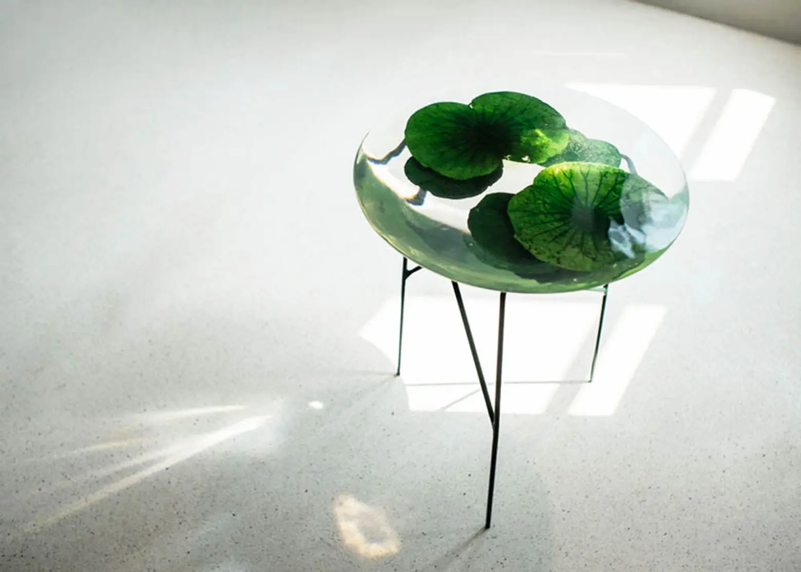 Float Is an Exquisite Coffee Table That Looks Like a Lotus Pond