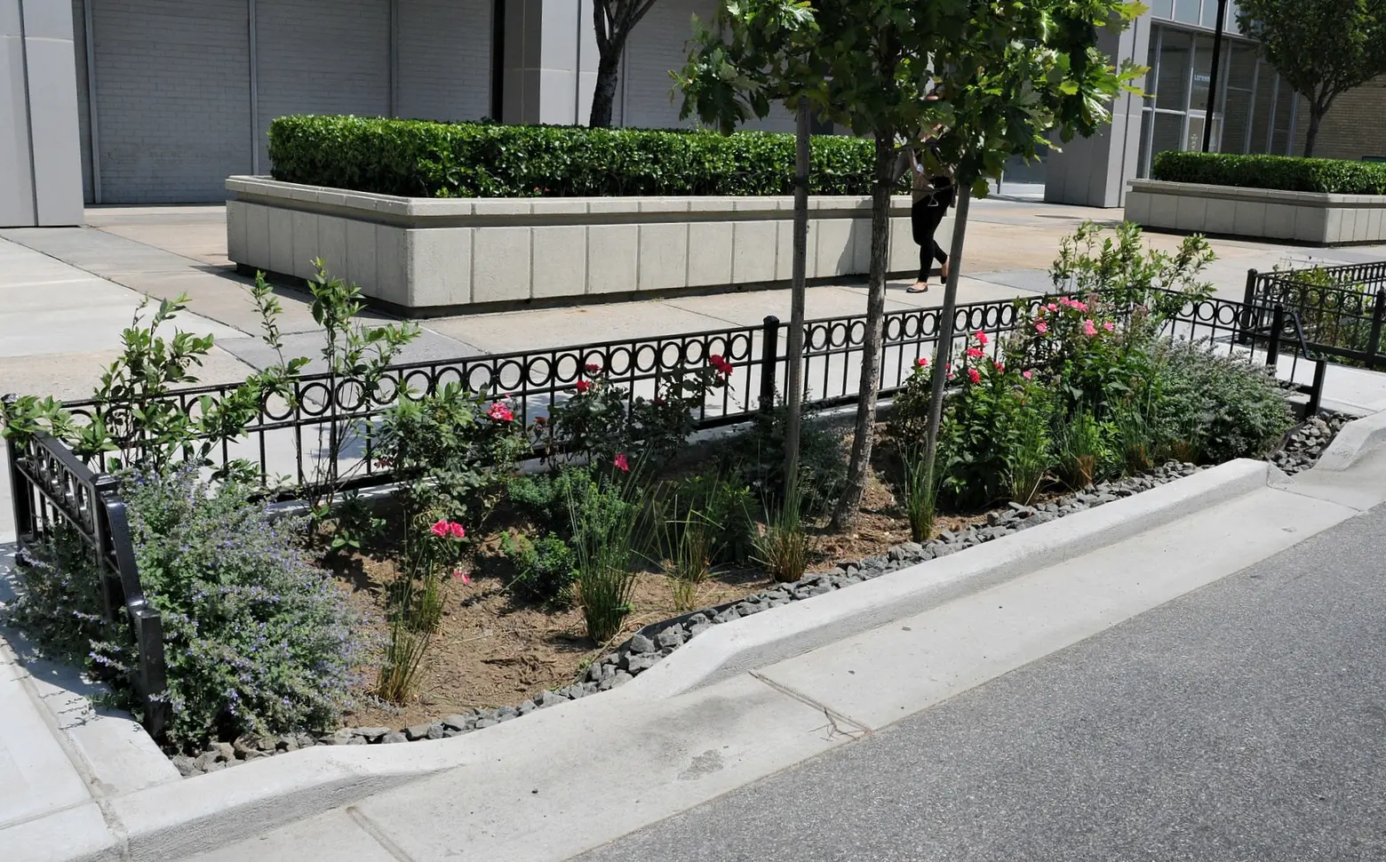 Bioswales face backlash from city residents for being eyesores