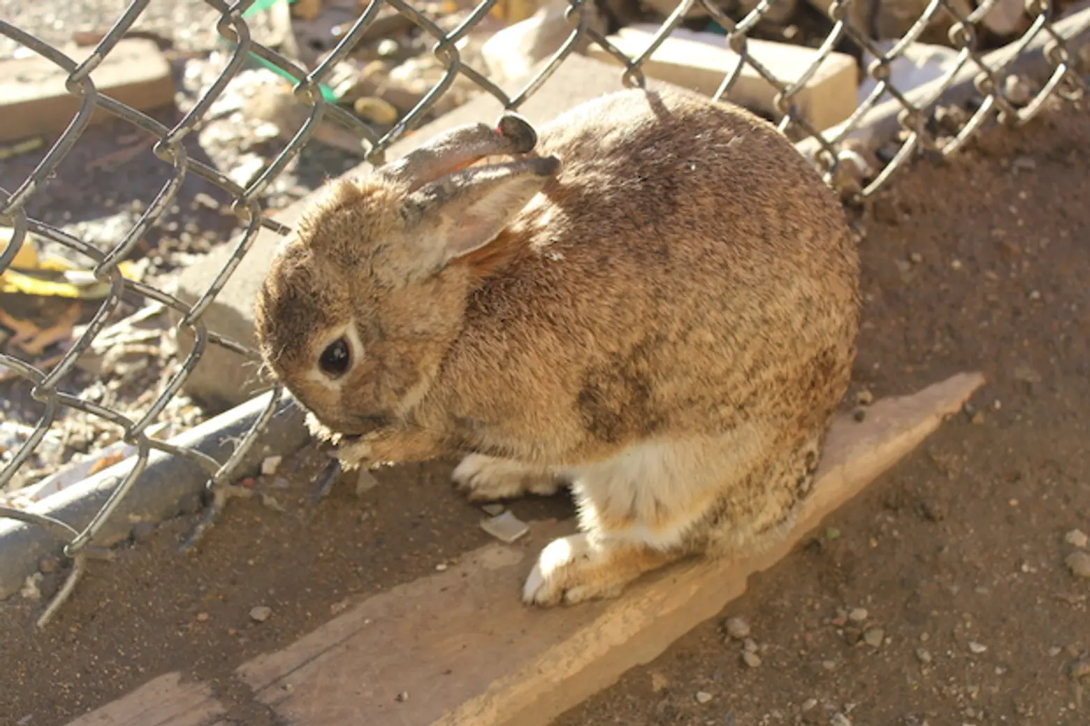Daily Link Fix: “Possibly Carnivorous” Rabbits in Gowanus; Mastering the Eat-and-Walk