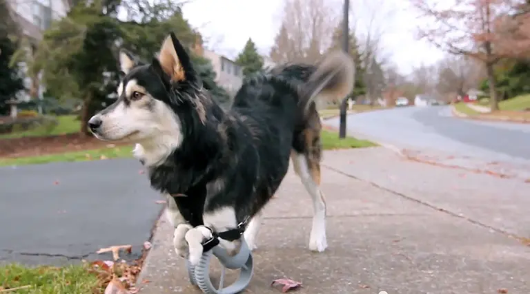Daily Link Fix: 3D-Printed Paws Let Dog Run for the First Time; Fashion Week Is House Hunting