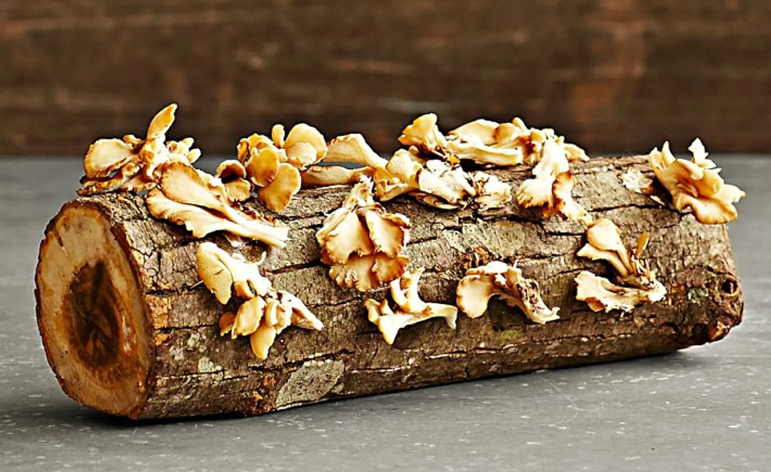 6sqft Gift Guide: Oyster Mushroom Log