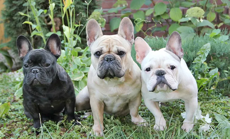 French bulldog keeps title of NYC’s favorite breed; first Citywide Ferry boat enroute to New York