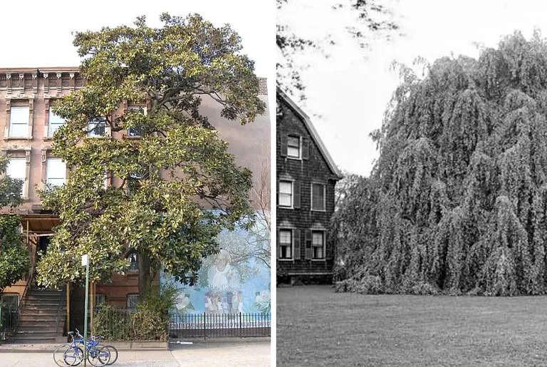 The Only Two Living Things in NYC to Have Been Landmarked Are Trees
