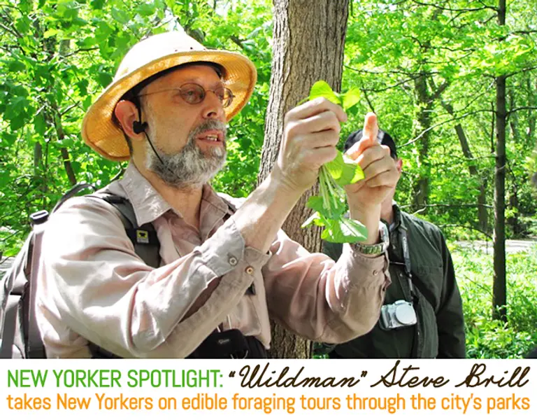 New Yorker Spotlight: ‘Wildman’ Steve Brill Takes Adventurous Folks Foraging in the City’s Parks