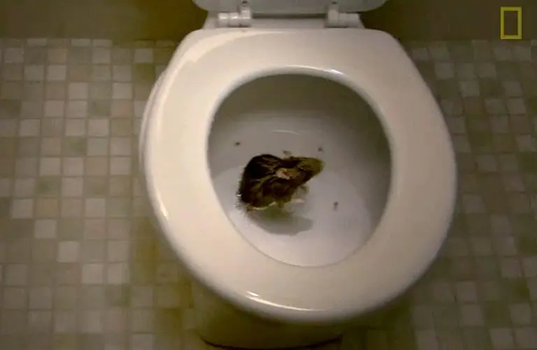 VIDEO: Everything You Ever Wanted to Know About Rats Coming up Your Toilet