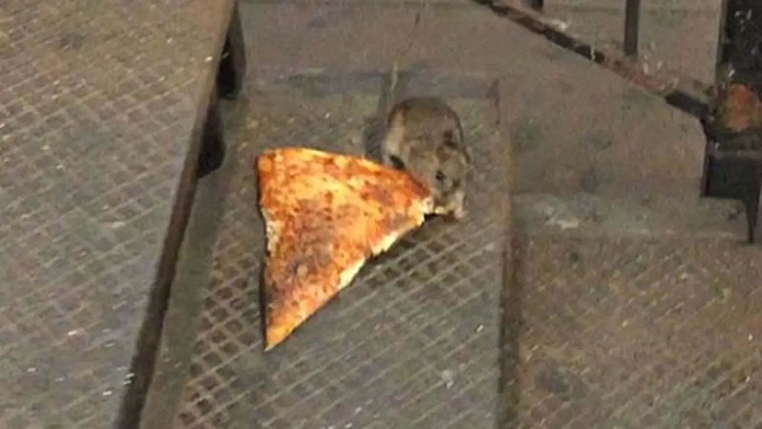 Subway #PizzaRat Takes Over the Internet; New Play Recounts the Demolition of Penn Station