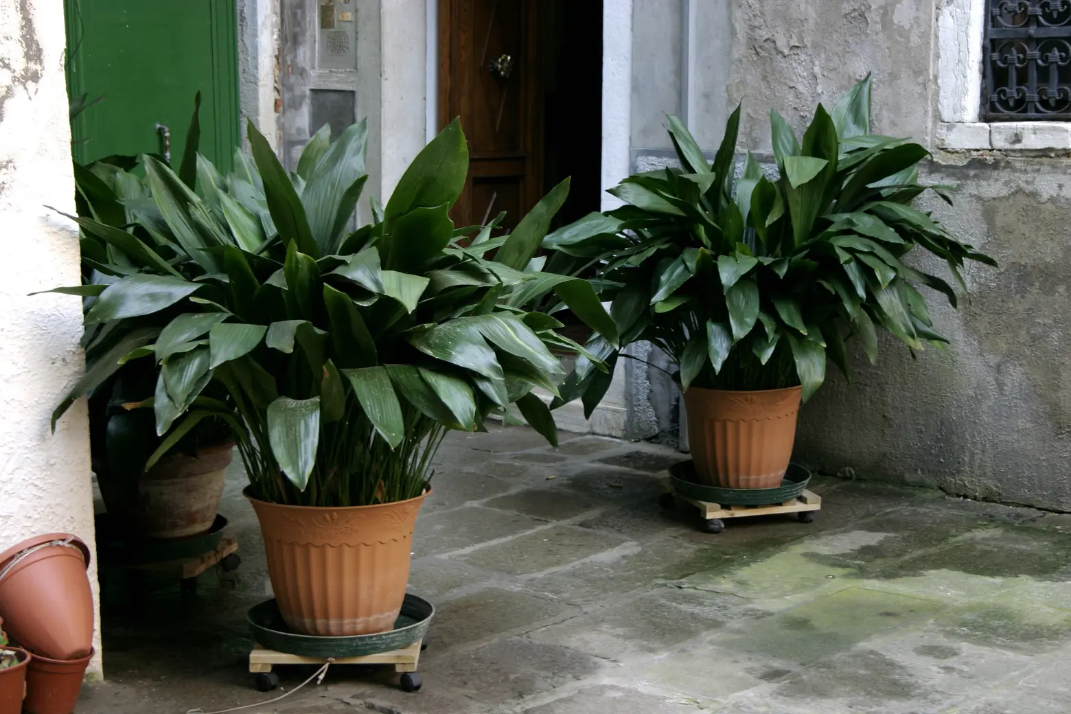 Iron plant, Aspidistra Elatior, plants for indoors, low-light plants, air purifying plants