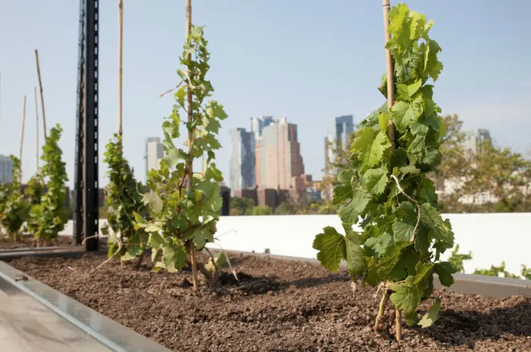 World’s First Rooftop Vineyard Opening in Brooklyn; UES Starbucks to Start Serving Booze
