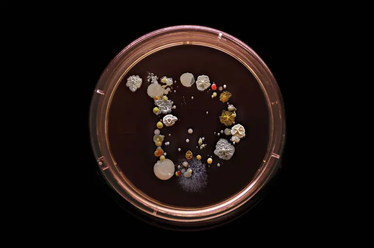 Craig Ward Creates Prints of Bacteria Found in NYC Subways