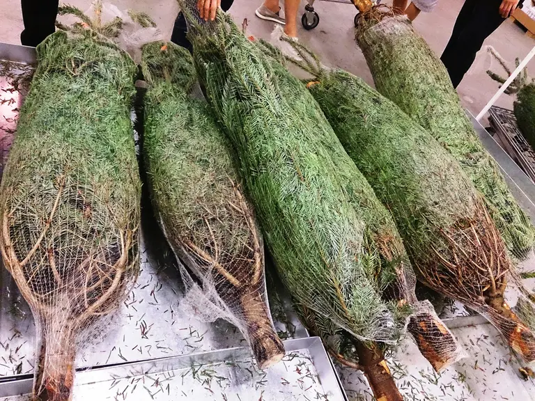 There’s an ‘exotic’ Christmas tree selling for $1,000 in the Village