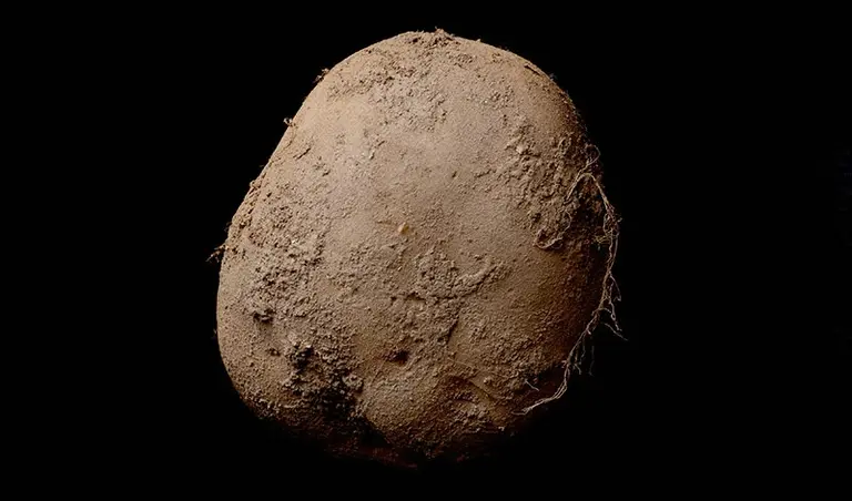 Photo of an Organic Potato Sells for $1M; New Animated HBO Show Focuses on NYC Animals