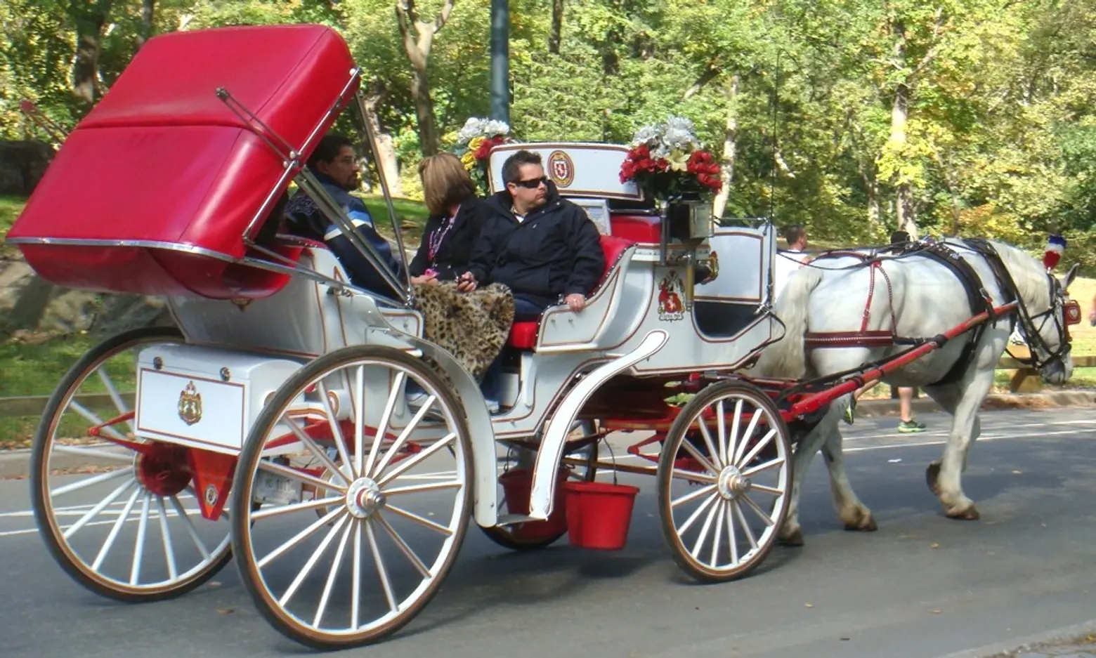 Carriage Horses Can Stay in Central Park; NYC Squirrels Packing on the Pounds