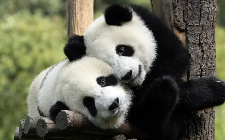 A Congresswoman’s Quest to Bring Pandas to NYC; Governor’s Island Will Be Year-Round Attraction