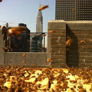 andrew's honey, local honey, nyc honey, honey made in new york, urban beekeeping, urban honey, andrew cote