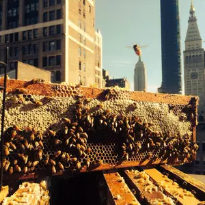 bees in midtown nyc