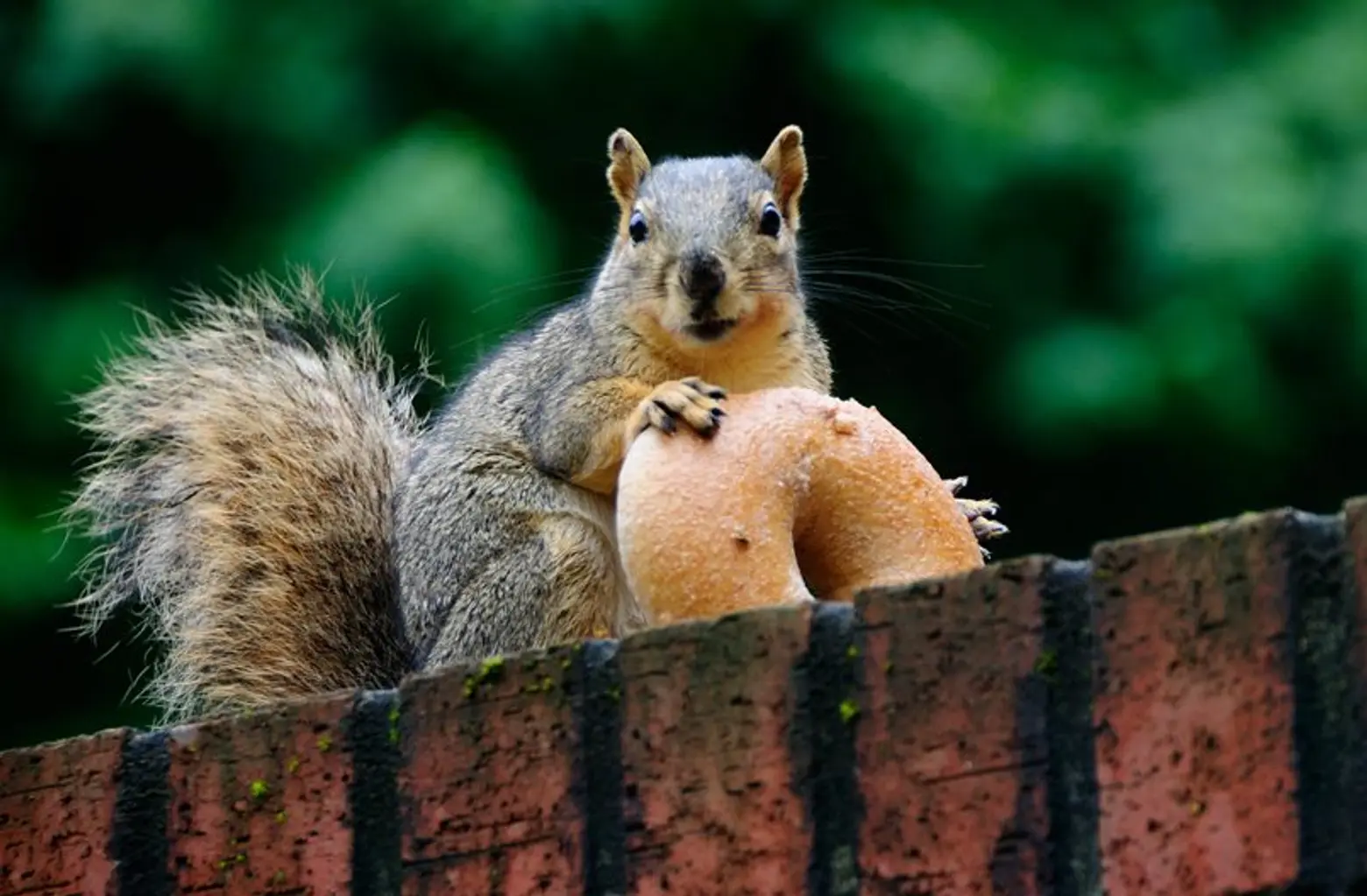 Central Park squirrels: Once exotic, now basically in charge