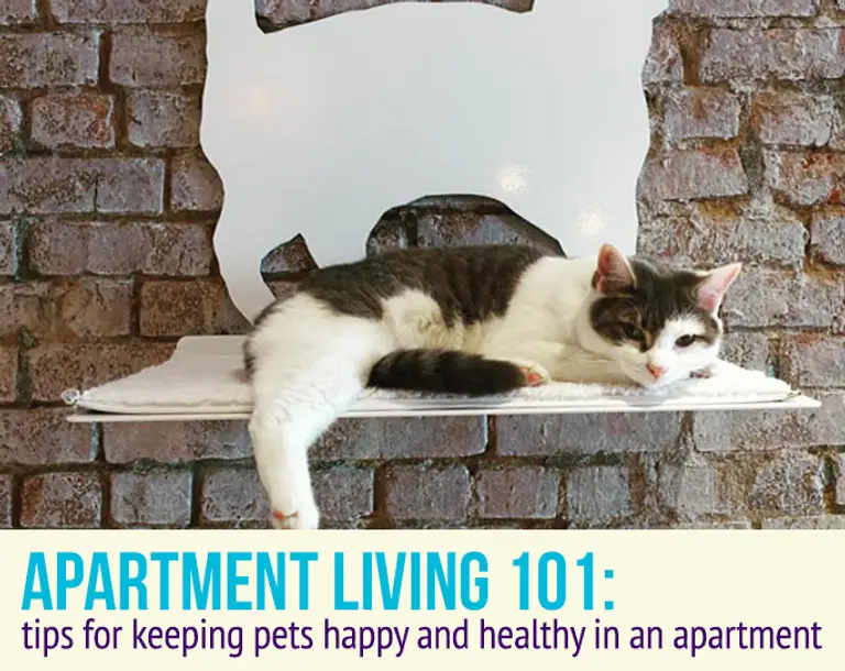 Tips for Keeping Pets Happy and Healthy in an Apartment