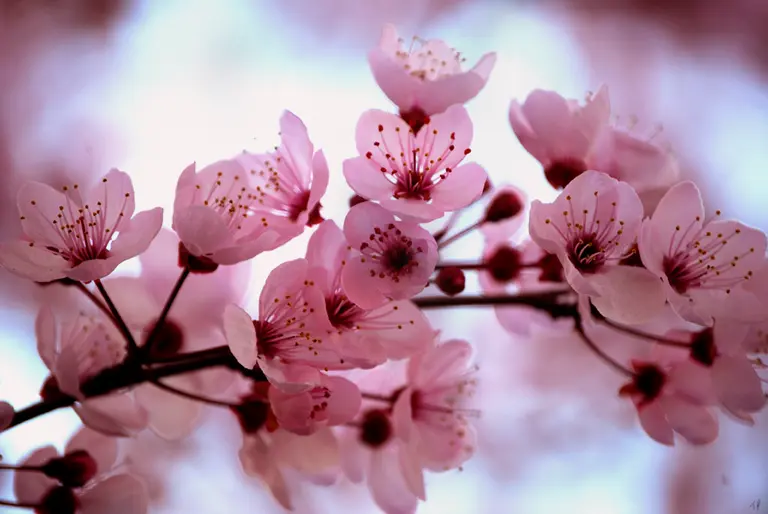 Track the Brooklyn Botanic Garden’s Cherry Blossoms; The Beards of Brooklyn