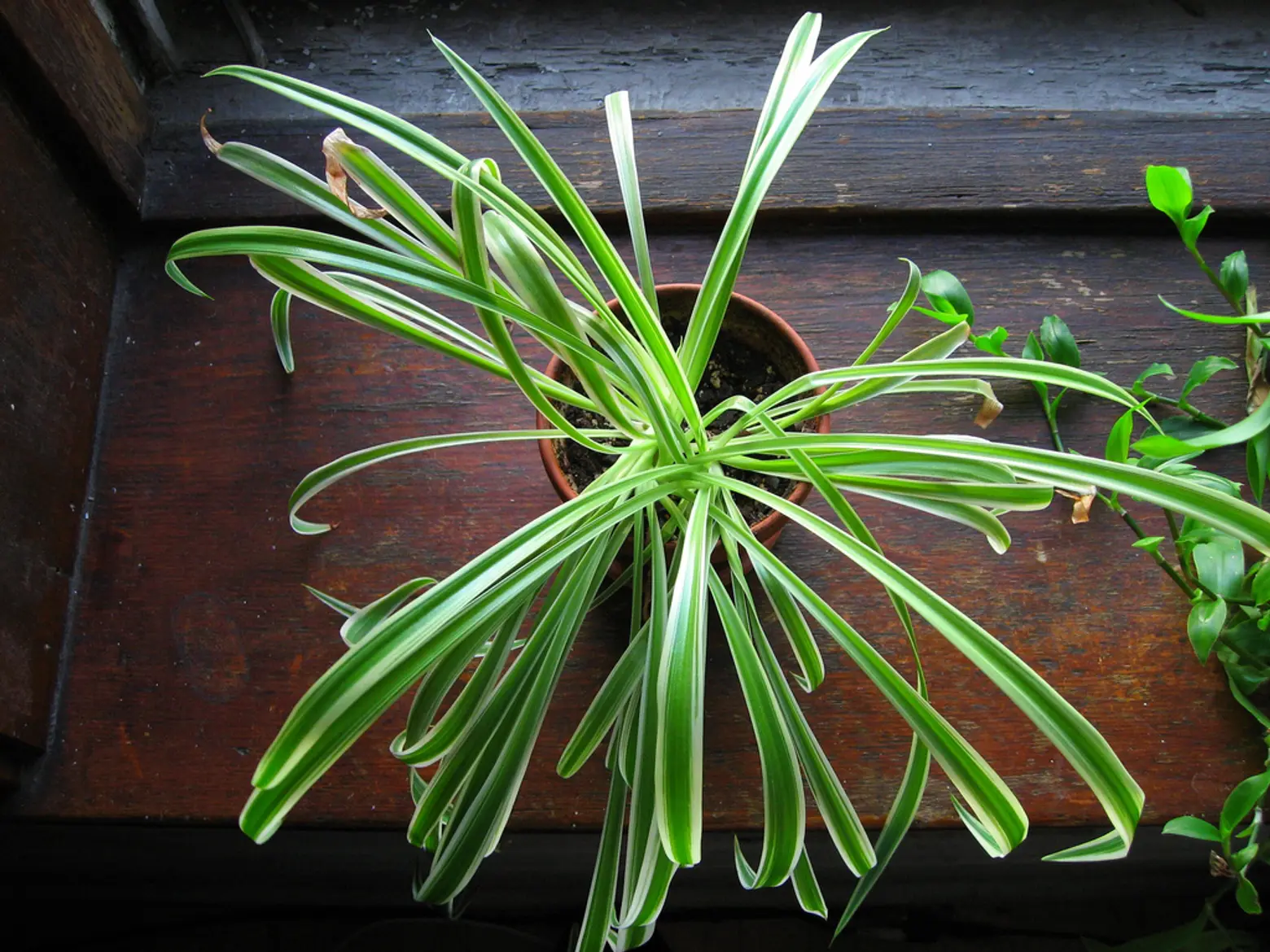 spider plant, air purifying plant, air cleaning plant