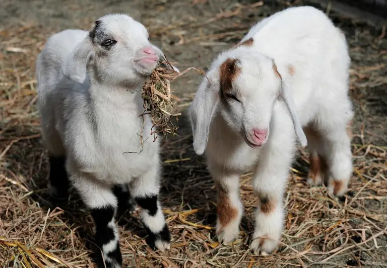 Prospect Park Employs Goats to Eat Weeds; The F Express Train Will Run Again This Summer