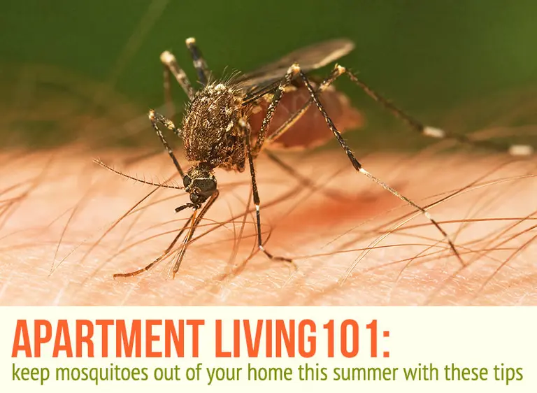 Get Rid of Mosquitoes and Stop Bites This Summer With These Simple Tips