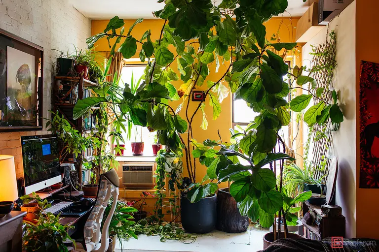 How to style your houseplants, 5 tips from a pro
