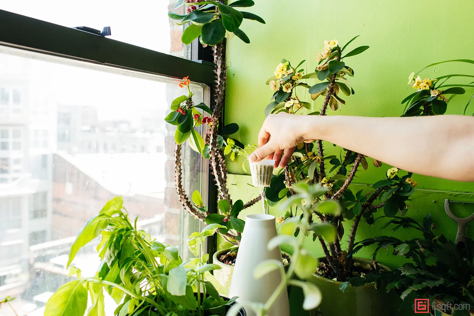 Model Summer Rayne Oakes, plant-filled apartments, Model Summer Rayne Oakes apartment, eco Model, Summer Rayne Oakes, model apartments, plant inspiration, how to grow plants indoors, best plants for apartments, williamsburg lofts