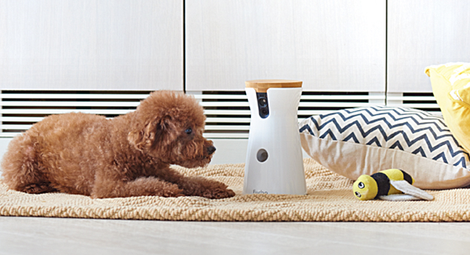 Dog camera hot sale dispenses treats