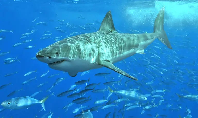 App Alerts Beachgoers of Shark Sightings; Museum of Ice Cream Opening in Meatpacking