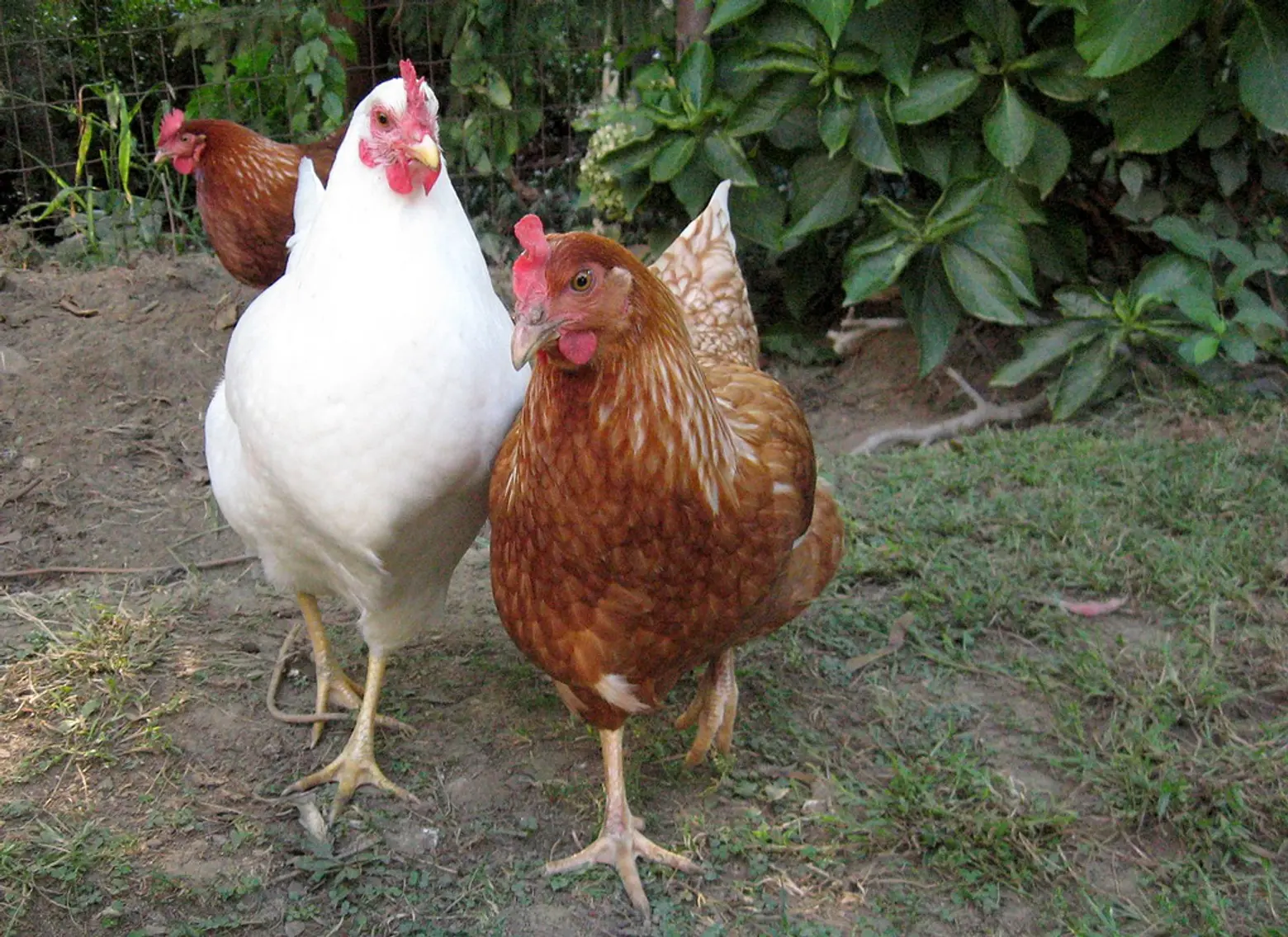 red-and-white-chickens