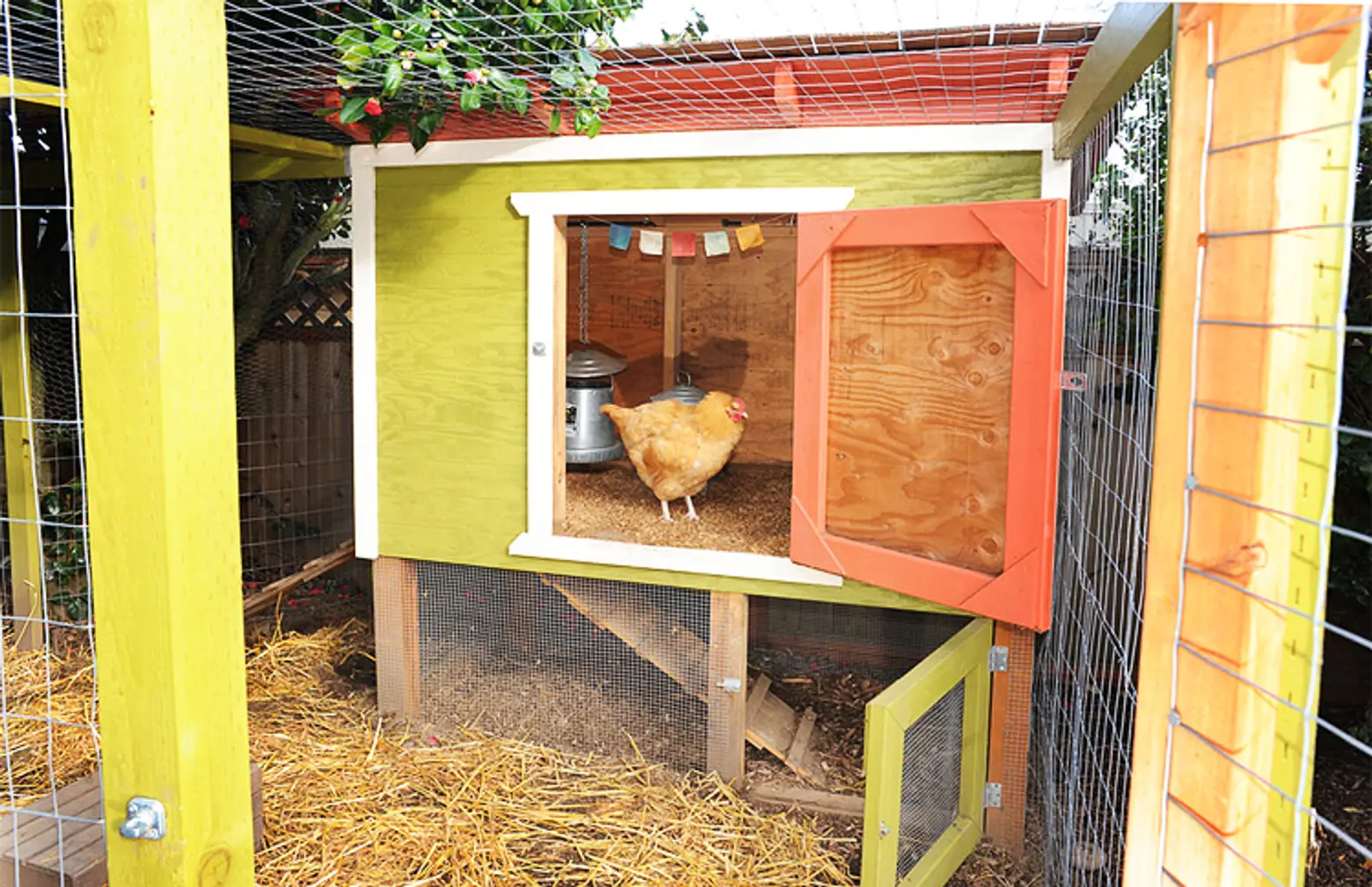 Raising chickens in NYC: Laws, tips, and everything else you need to know