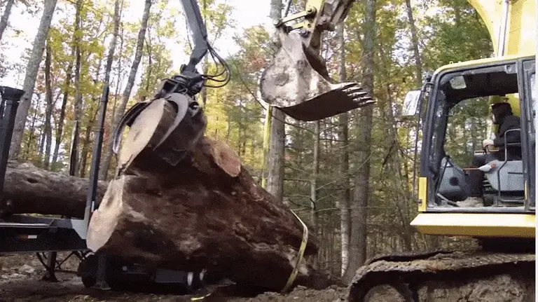 VIDEO: Watch One of NYC’s Largest Trees Get Taken Down and Turned Into Lumber
