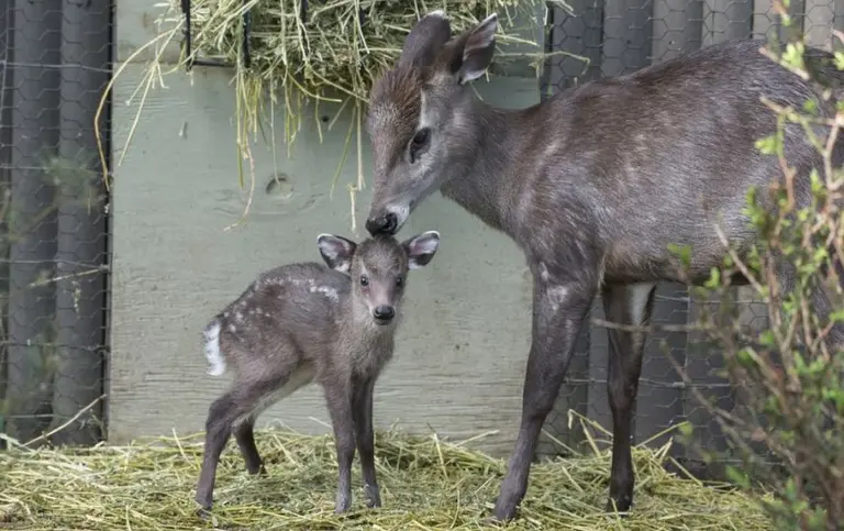 Baby tufted deer is the Prospect Park Zoo’s newest addition