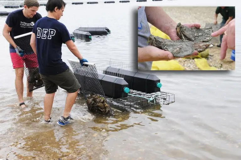 50K oysters in Jamaica Bay tasked to filter pollutants and protect NYC wetlands