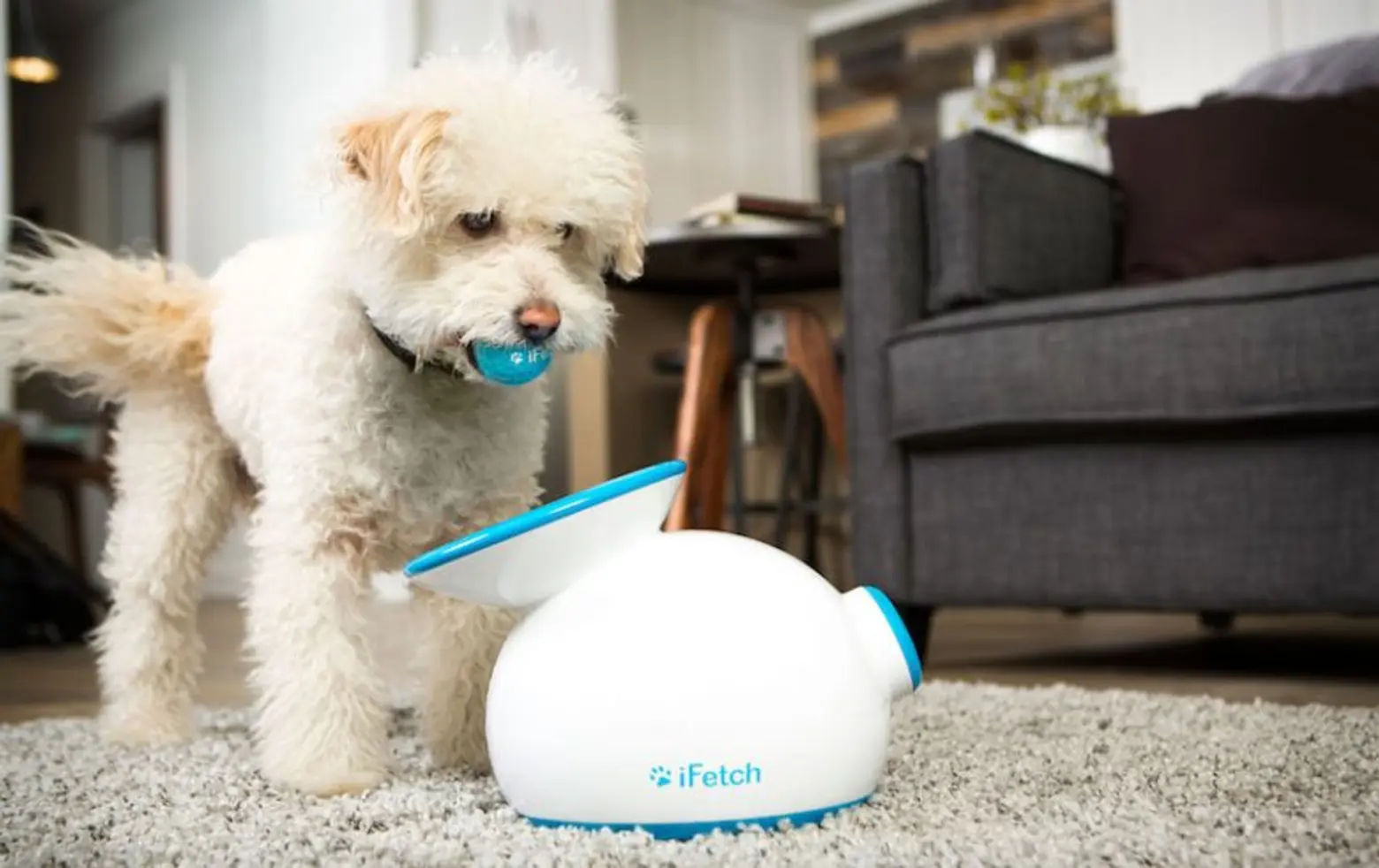 iFetch automatic ball launcher is designed for lazy dog owners