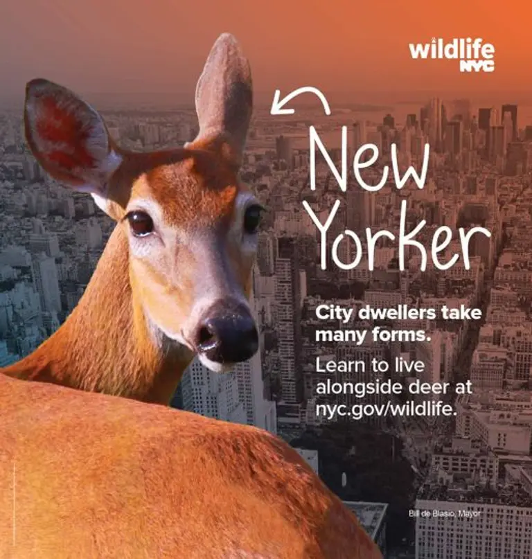 New program teaches New Yorkers how to interact with city wildlife